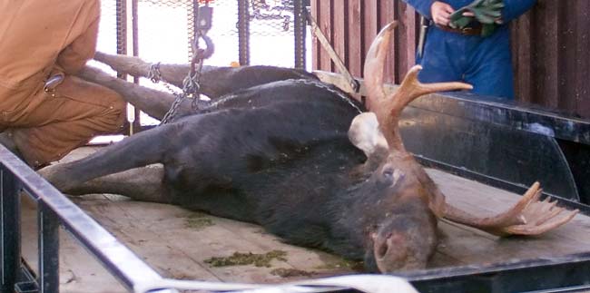 Moose being weighed in at Island Pond, VT during the annual moose hunt