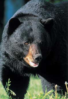 Vermont Black Bear