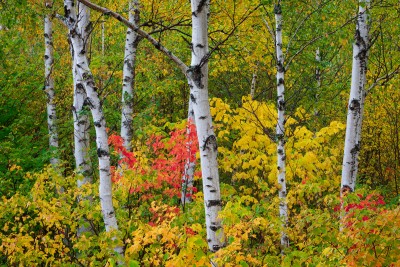 Birch Tree 1600.jpg