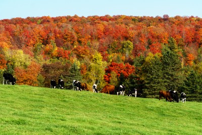 cows in holland.jpg