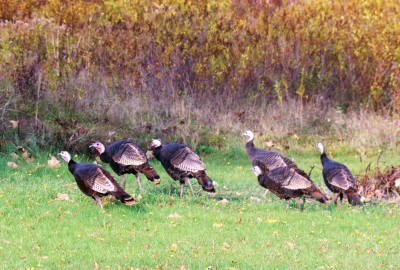 turkeys.jpg