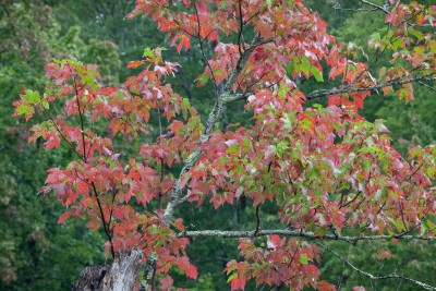 Swamp Maple (2 of 4).jpg