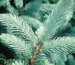 Blue spruce leaves up close