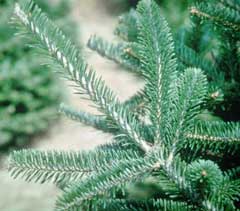 Close up on the leaves of the Fraser Fir