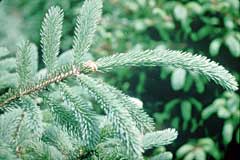 White spruce close up of leaves