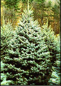 Blue Spruce, or Colorado Spruce Tree - a popular choice at Christmas