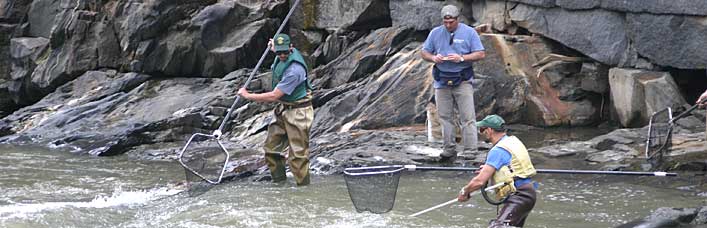 VT Fish and Wildlife team shock and capture fish on the Willoughby River outside Orleans
