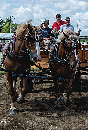 Horse and cart at fair